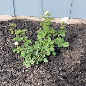 Photo of the plant species White Rose by @BoldMungbeans named Beckham on Greg, the plant care app