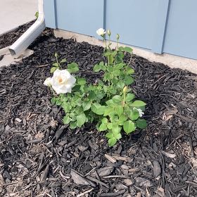 Photo of the plant species White Rose by @BoldMungbeans named Sahara on Greg, the plant care app