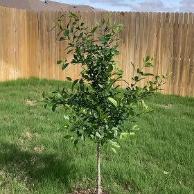 Plant care for Fraxinus apertisquamifera on Greg, the plant care app