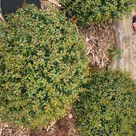 Photo of the plant species Dwarf Yaupon Holly by @MovingYuzu79 named ChloroPhil on Greg, the plant care app