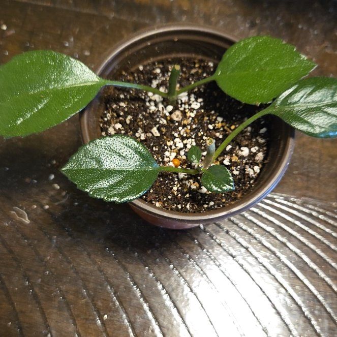 Photo of the plant species Mona Lavender by @LovingLoquat named Mollie on Greg, the plant care app
