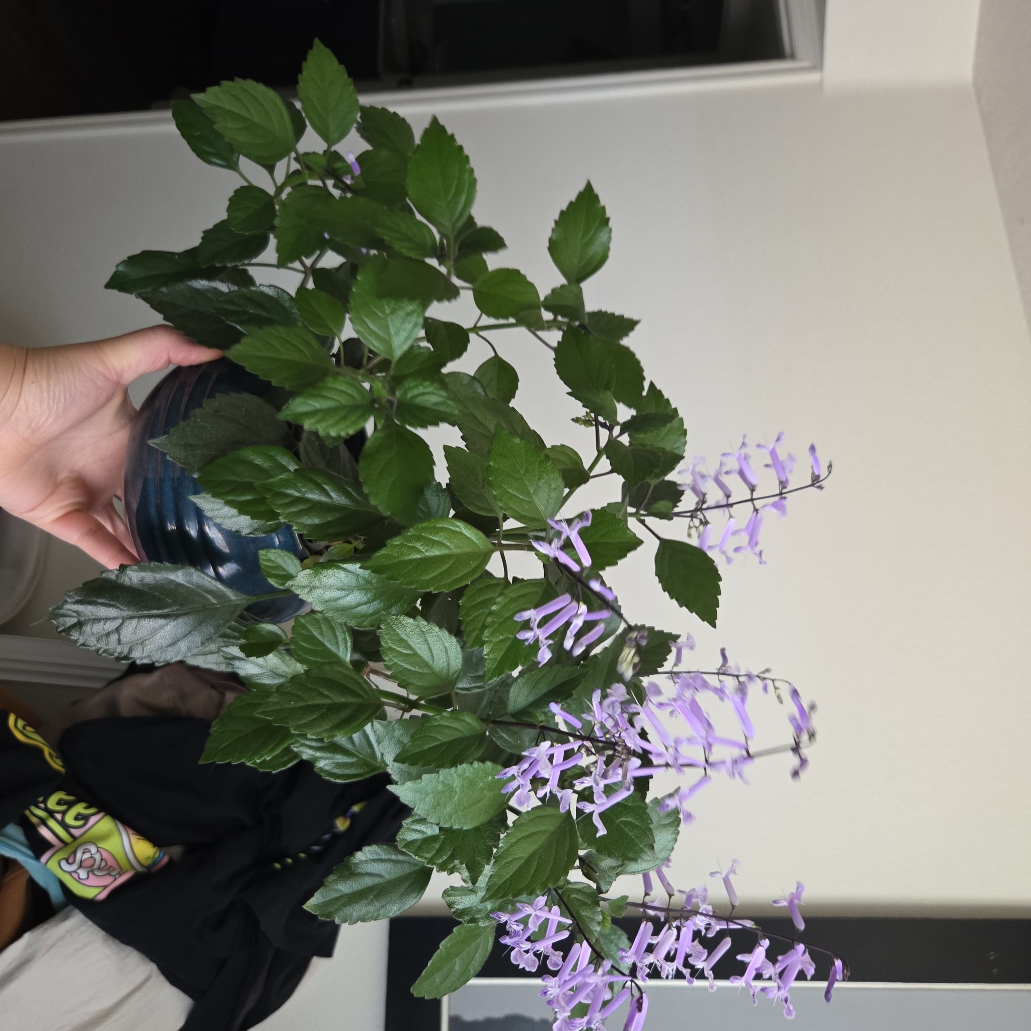 Photo of the plant species Mona Lavender by @LovingLoquat named Denali on Greg, the plant care app