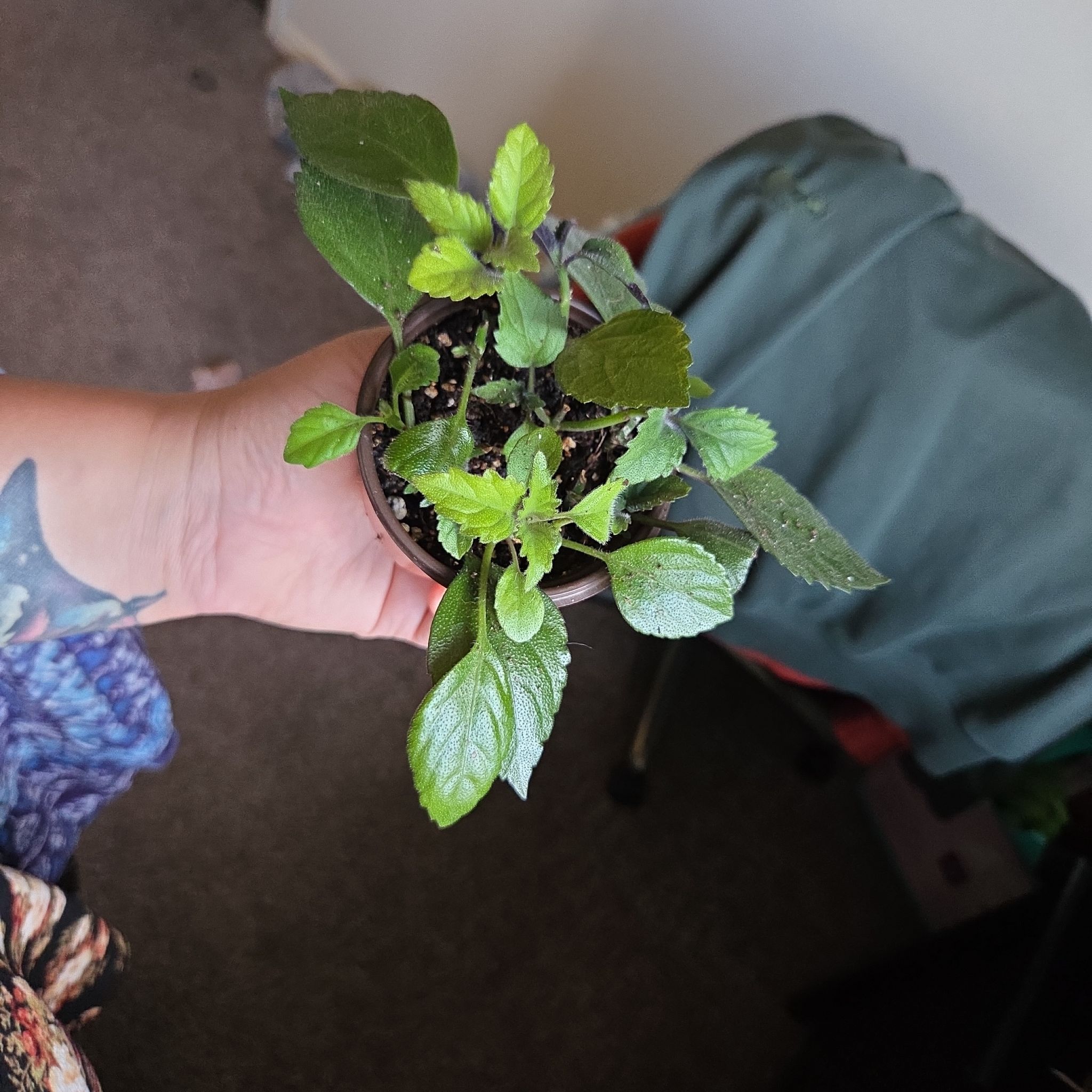 Photo of the plant species Mona Lavender by @LovingLoquat named Mollie on Greg, the plant care app