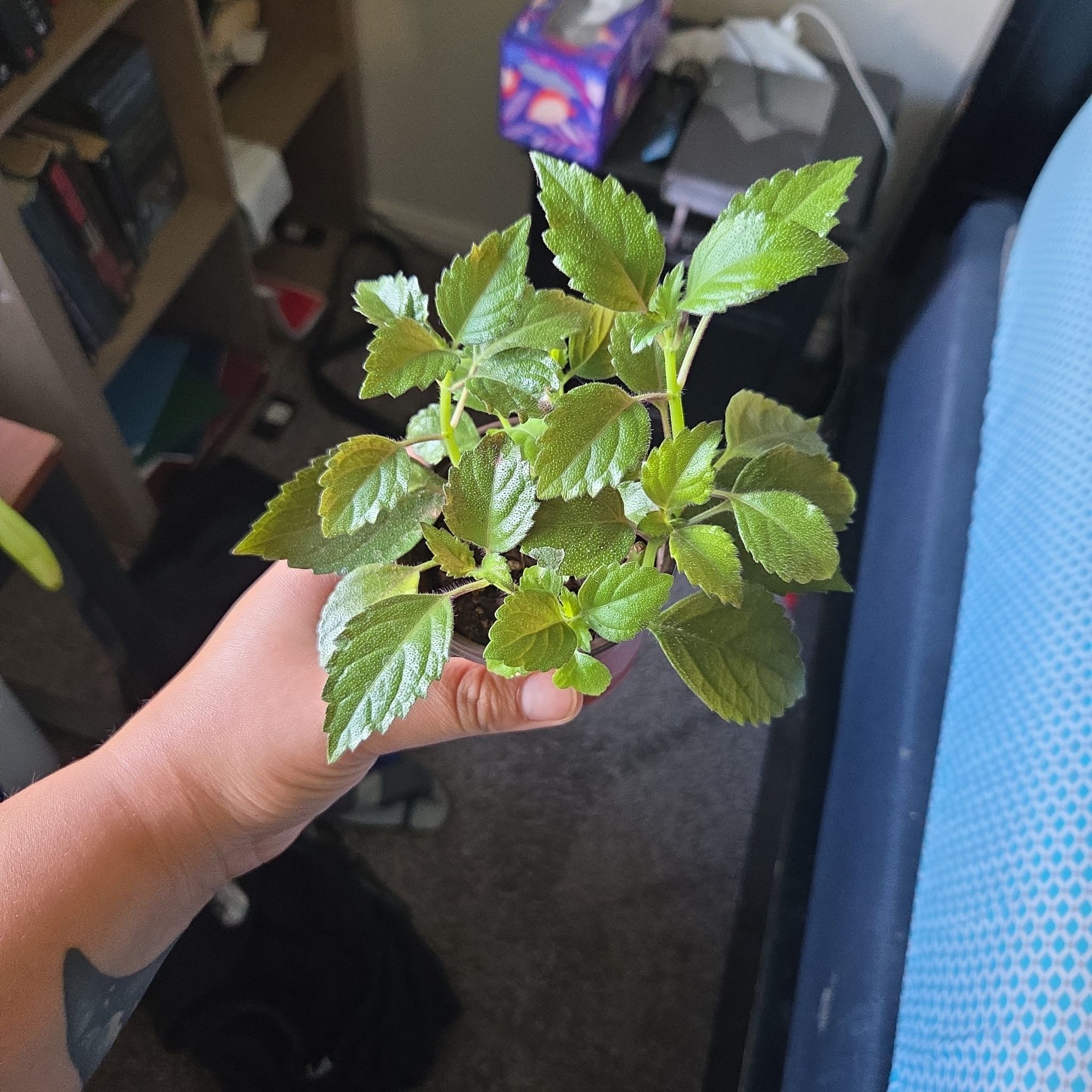 Photo of the plant species Mona Lavender by @LovingLoquat named Mollie on Greg, the plant care app