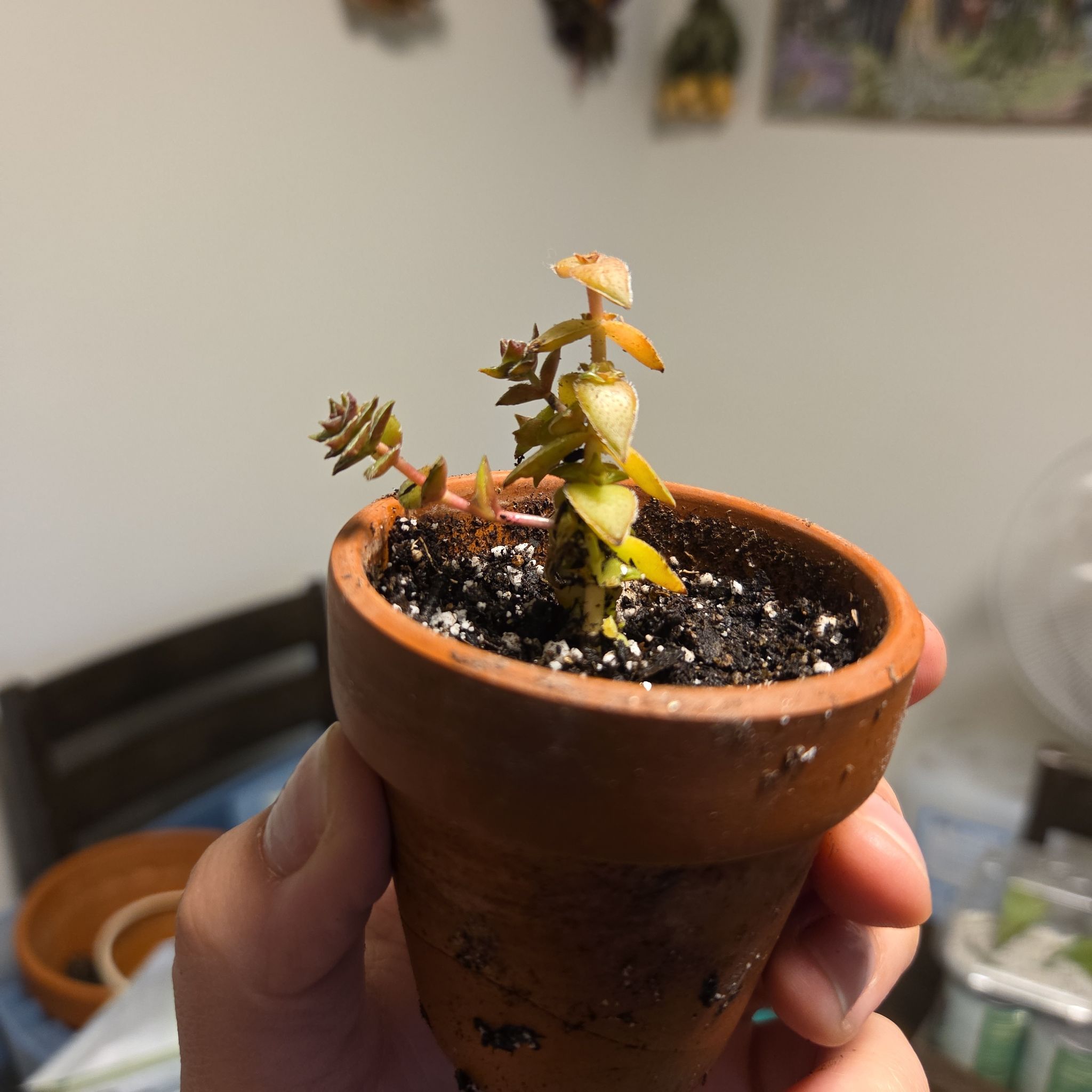 Photo of the plant species Crasusula buddha's temple by @LovingLoquat named Buddha on Greg, the plant care app