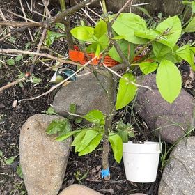 Photo of the plant species Twoleaf Nightshade by @RealGopherplant named Lemon on Greg, the plant care app