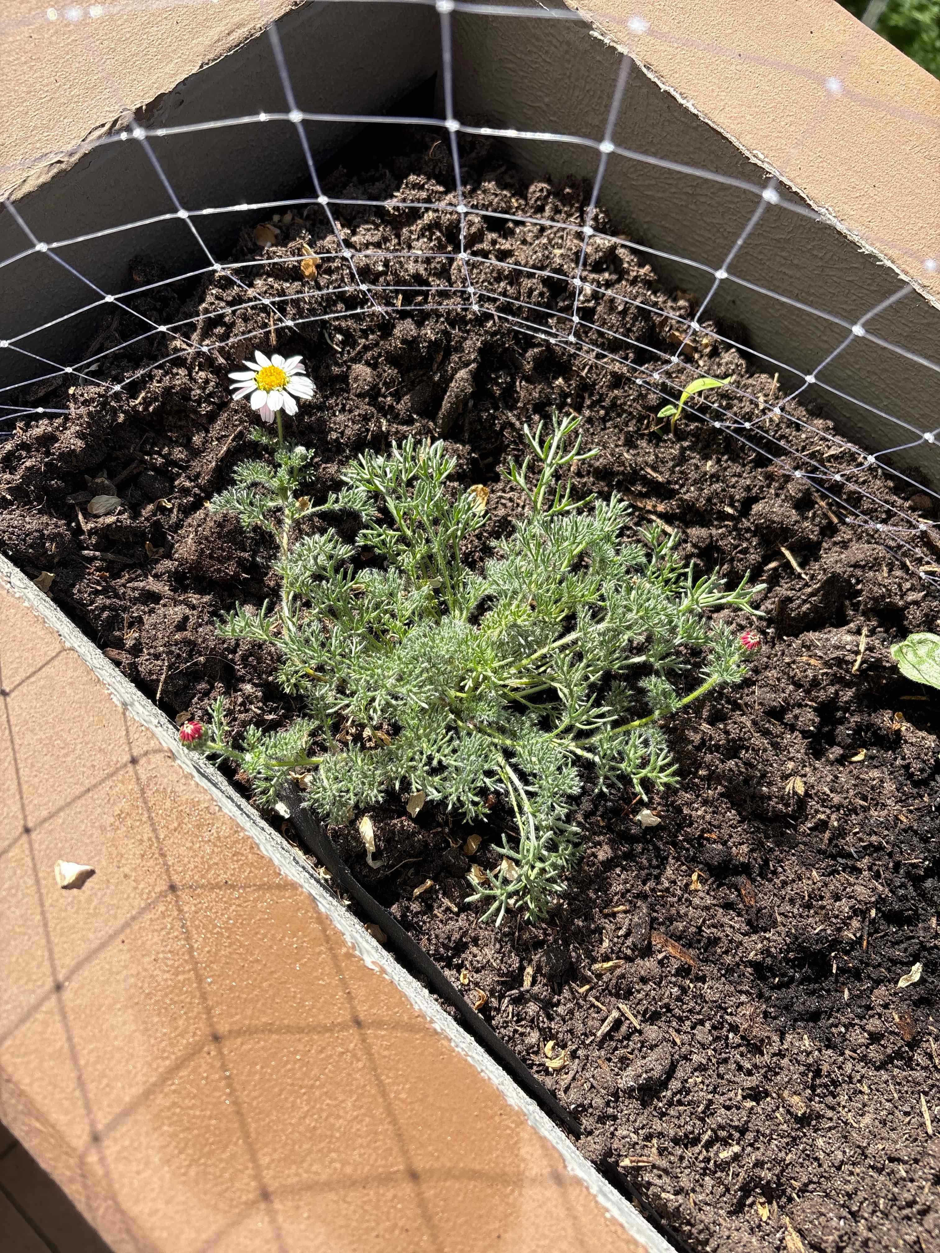 Photo of the plant species Mount Atlas Daisy by @HomelyWarnockia named Prince on Greg, the plant care app