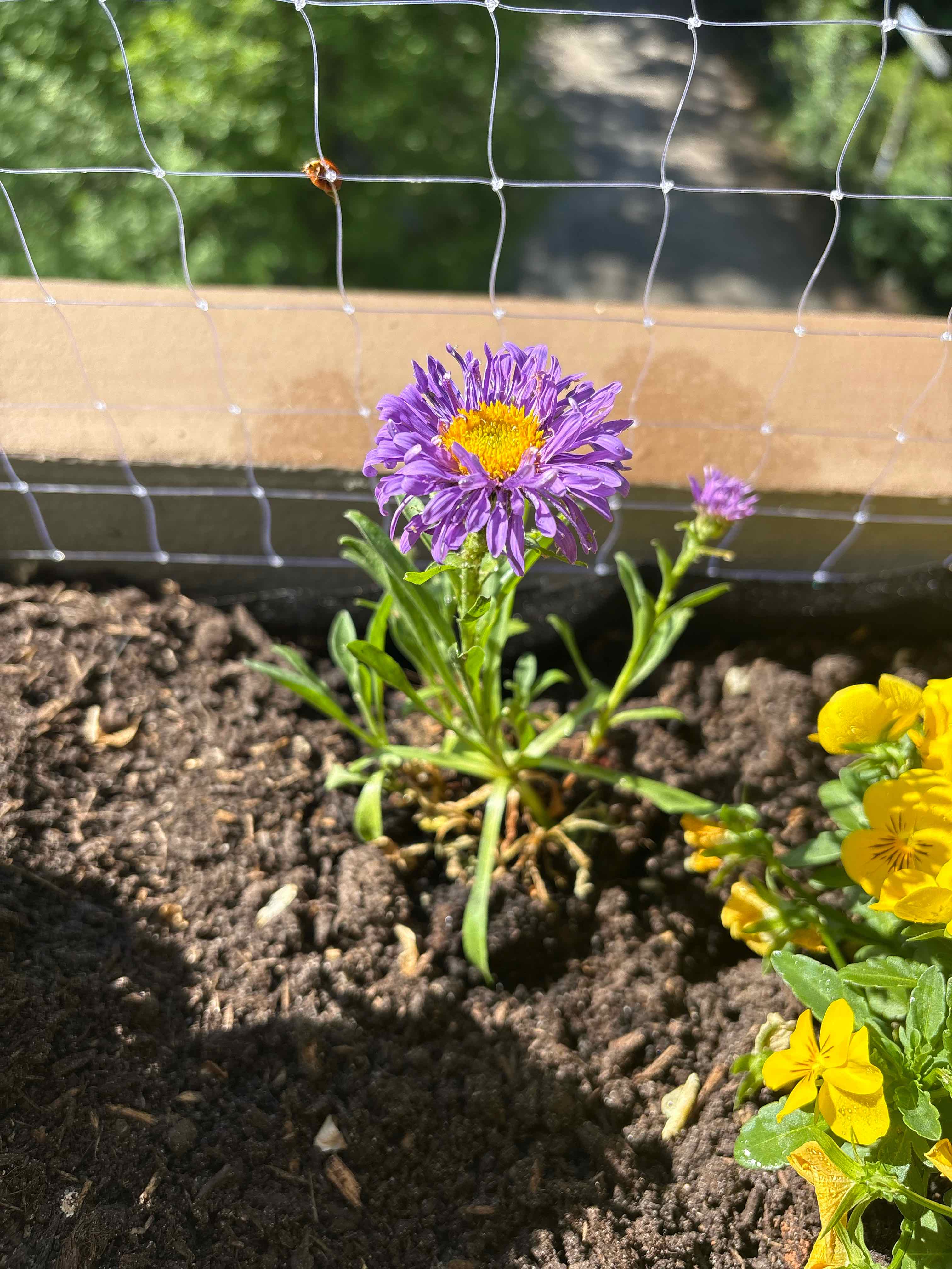 Photo of the plant species Alpine Aster by @HomelyWarnockia named Denali on Greg, the plant care app
