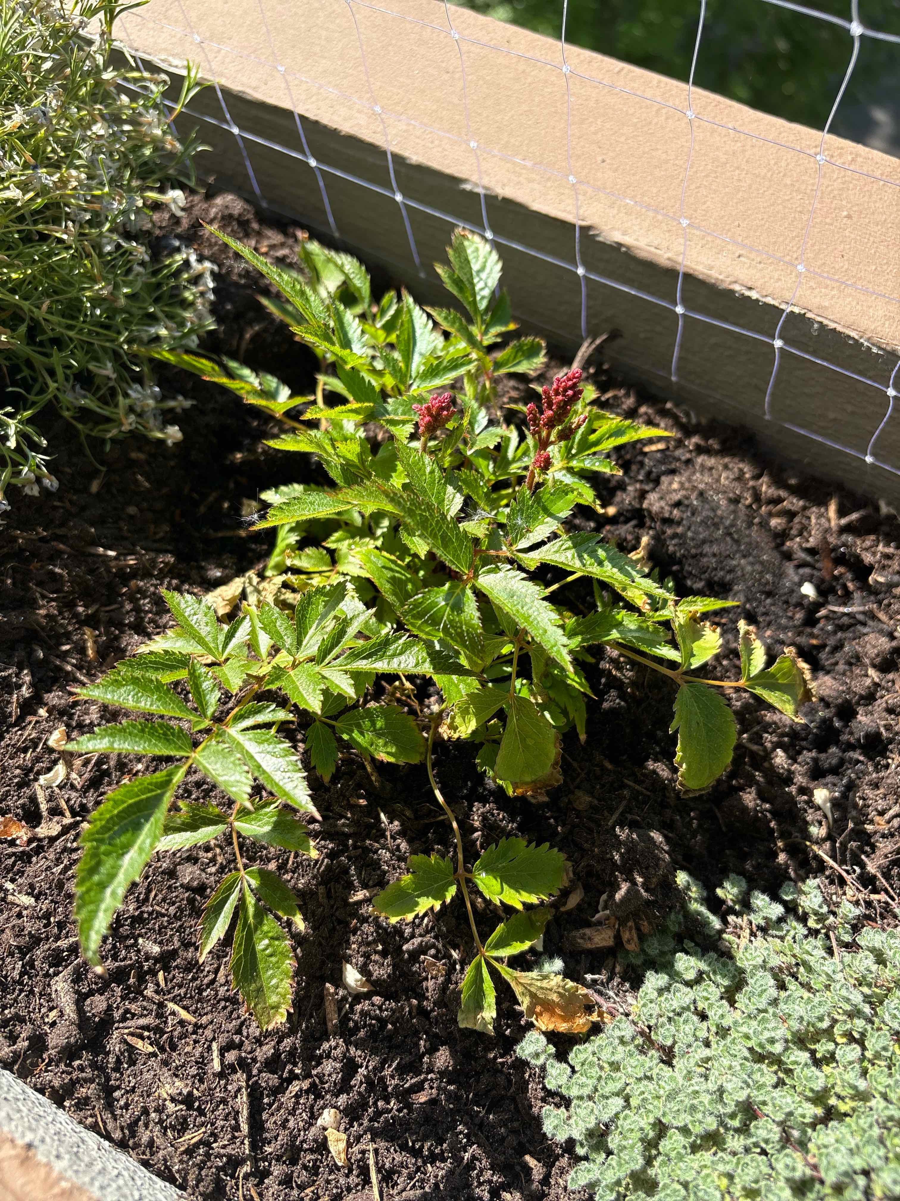 Photo of the plant species False Goat's Beard by @HomelyWarnockia named Xena on Greg, the plant care app