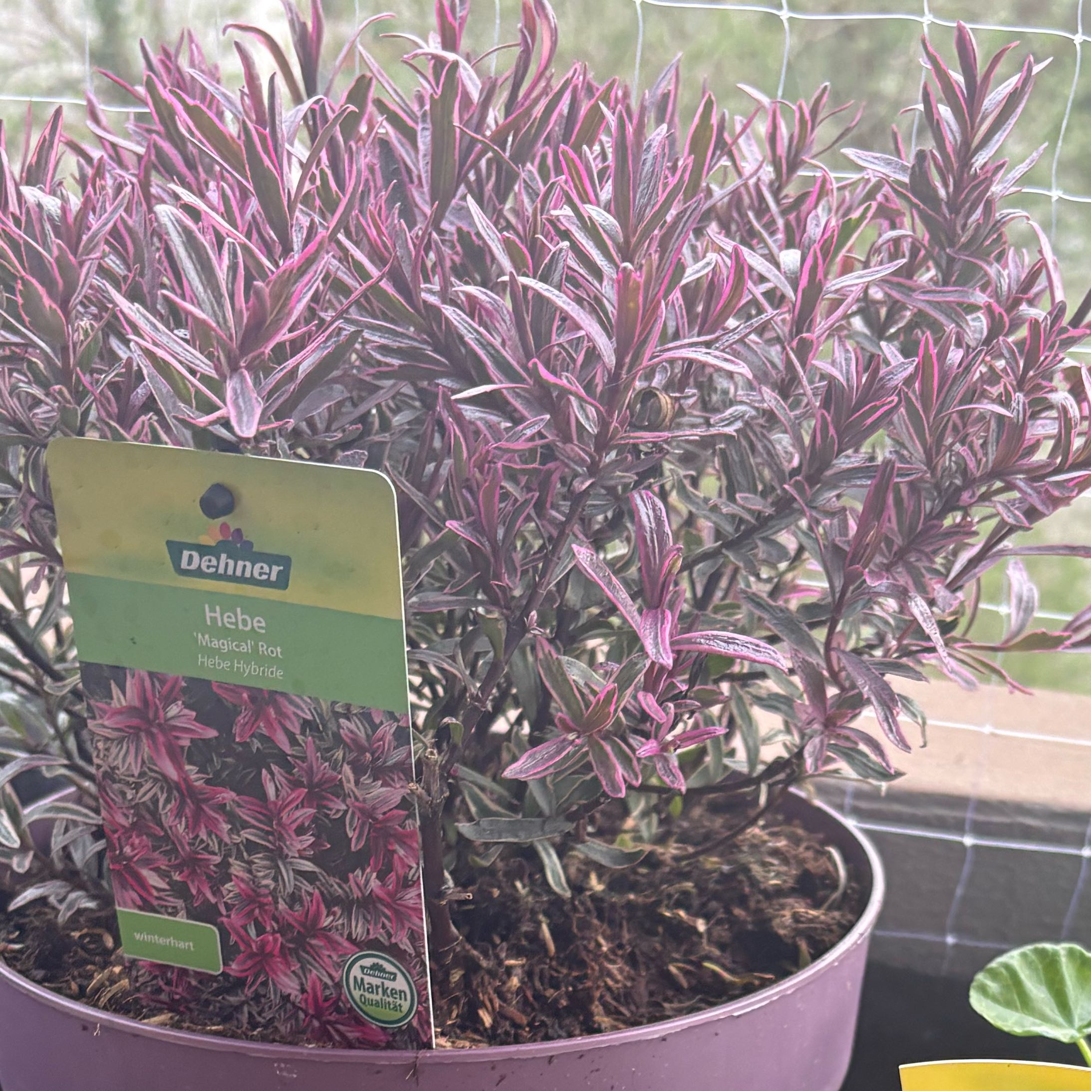 Photo of the plant species Hebe by @HomelyWarnockia named Sir Plancelot on Greg, the plant care app