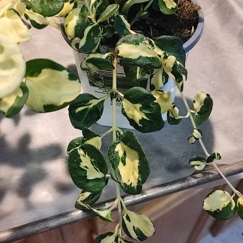 Photo of the plant species Vinca 'Wojo's Gem' by @LadyDubya named Orwell on Greg, the plant care app