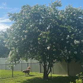 Photo of the plant species Mexican-Olive by @SpotonHardhead named Mollie on Greg, the plant care app