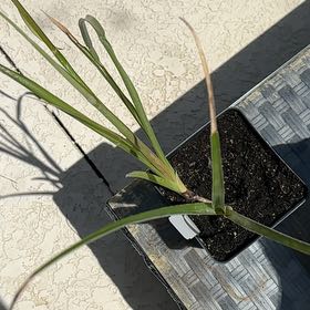 Photo of the plant species Queens Tears Bromeliad by @YernFreesia84 named Kendall on Greg, the plant care app