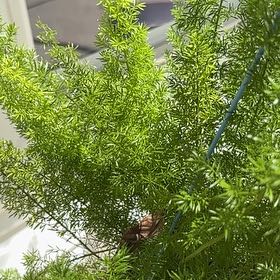 Photo of the plant species Variegated Foxtail Fern by @YernFreesia84 named Lola on Greg, the plant care app