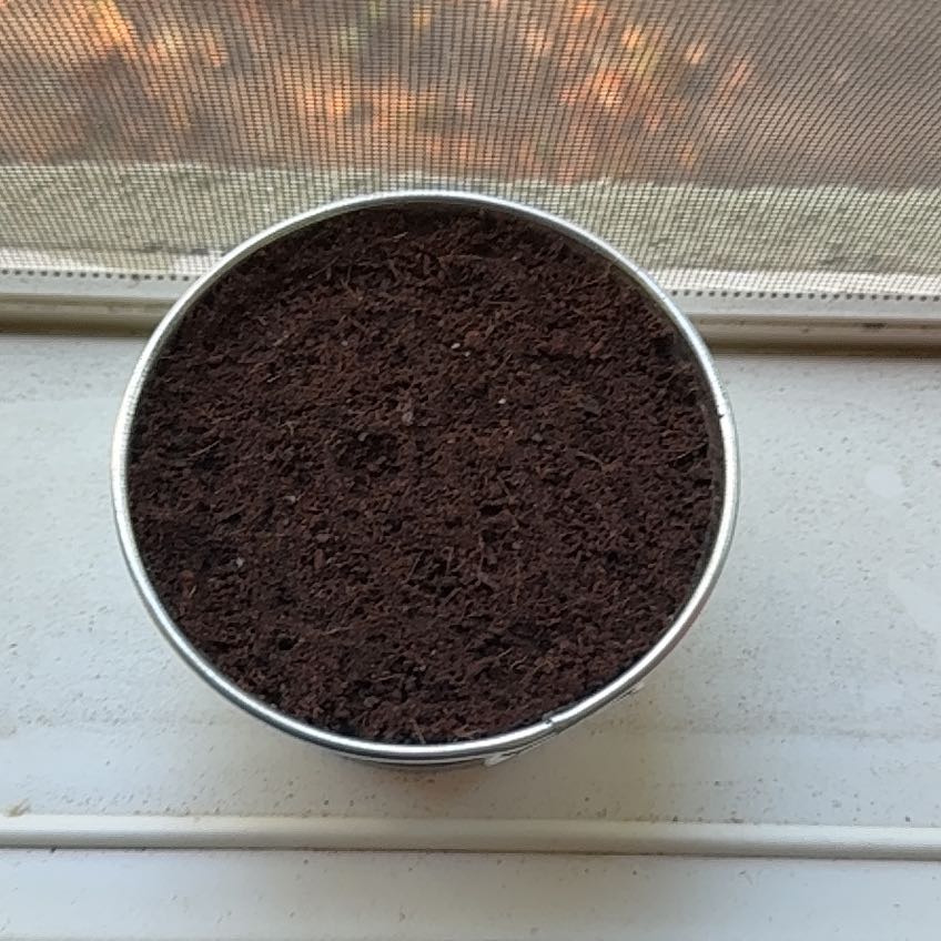 Photo of the plant species Rose Moss by @CarefreeLime83 named Foxxy on Greg, the plant care app