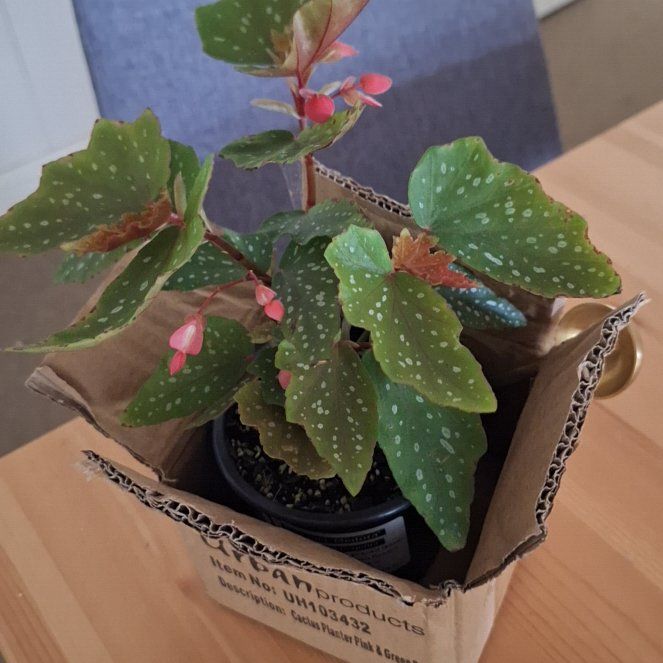 Photo of the plant species Begonia Medora by @CertainBonsai12 named Trevor on Greg, the plant care app