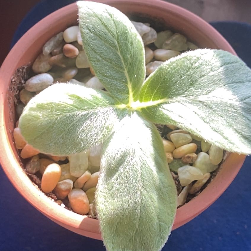 Photo of the plant species Brazilian Edelweiss by @BigHopsage96 named Marilyn on Greg, the plant care app