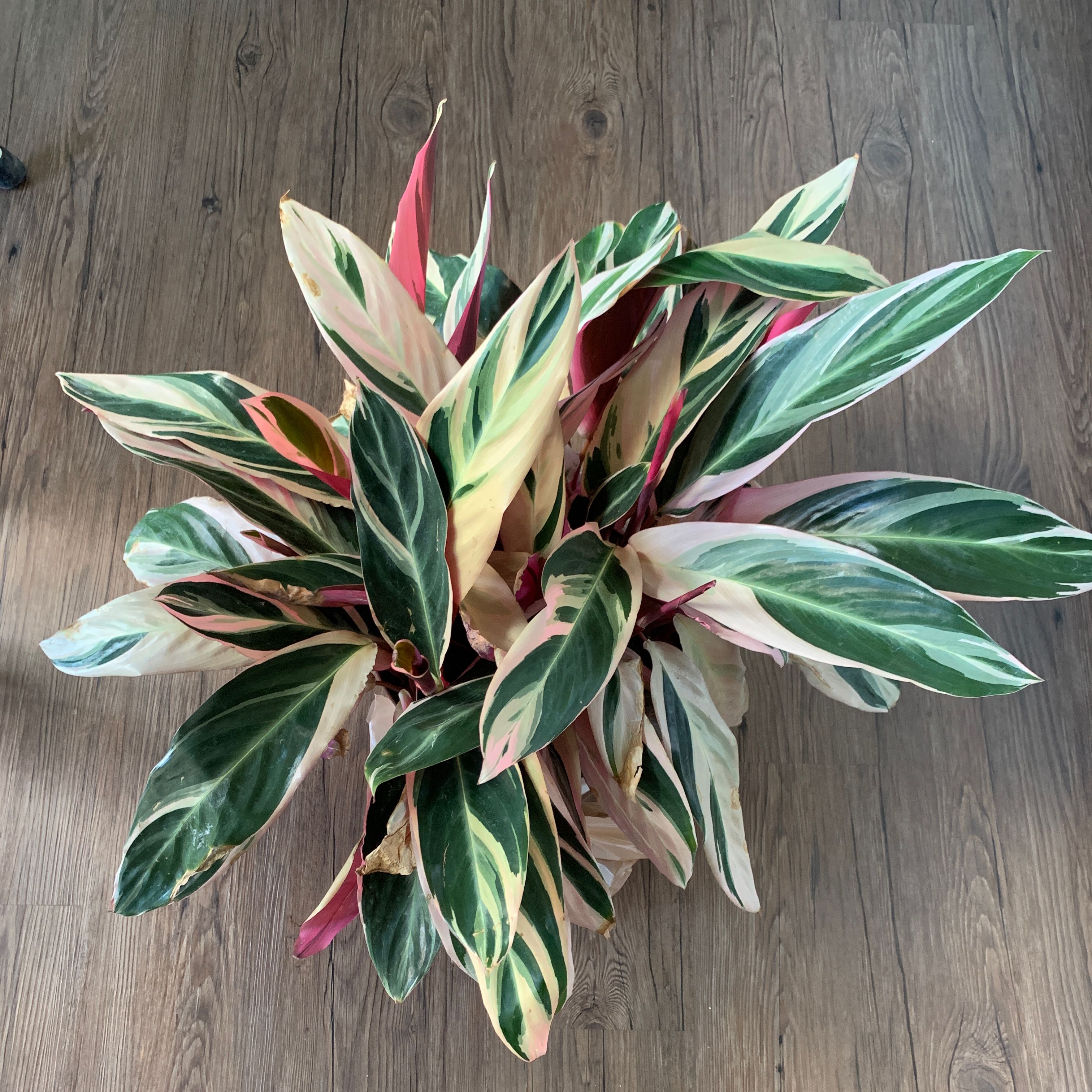 Stromanthe sanguinea 'Tricolor' plant with variegated green, white, and pink leaves.
