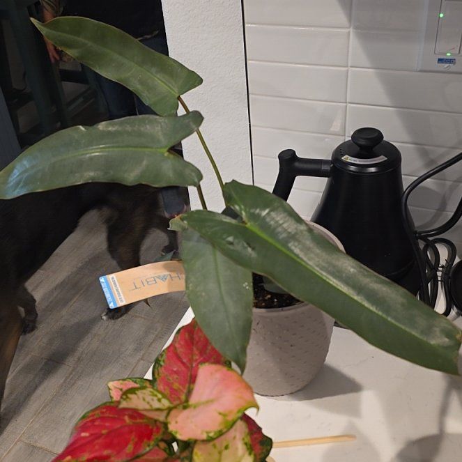 Photo of the plant species Philodendron atabapoense 'Silver' by @HipRainbow11 named Planty on Greg, the plant care app