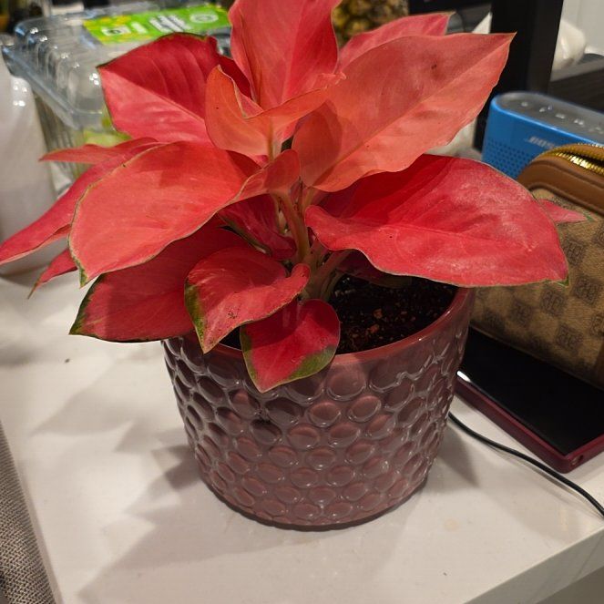 Photo of the plant species Aglaonema 'Red Valentine' by @HipRainbow11 named Zion on Greg, the plant care app