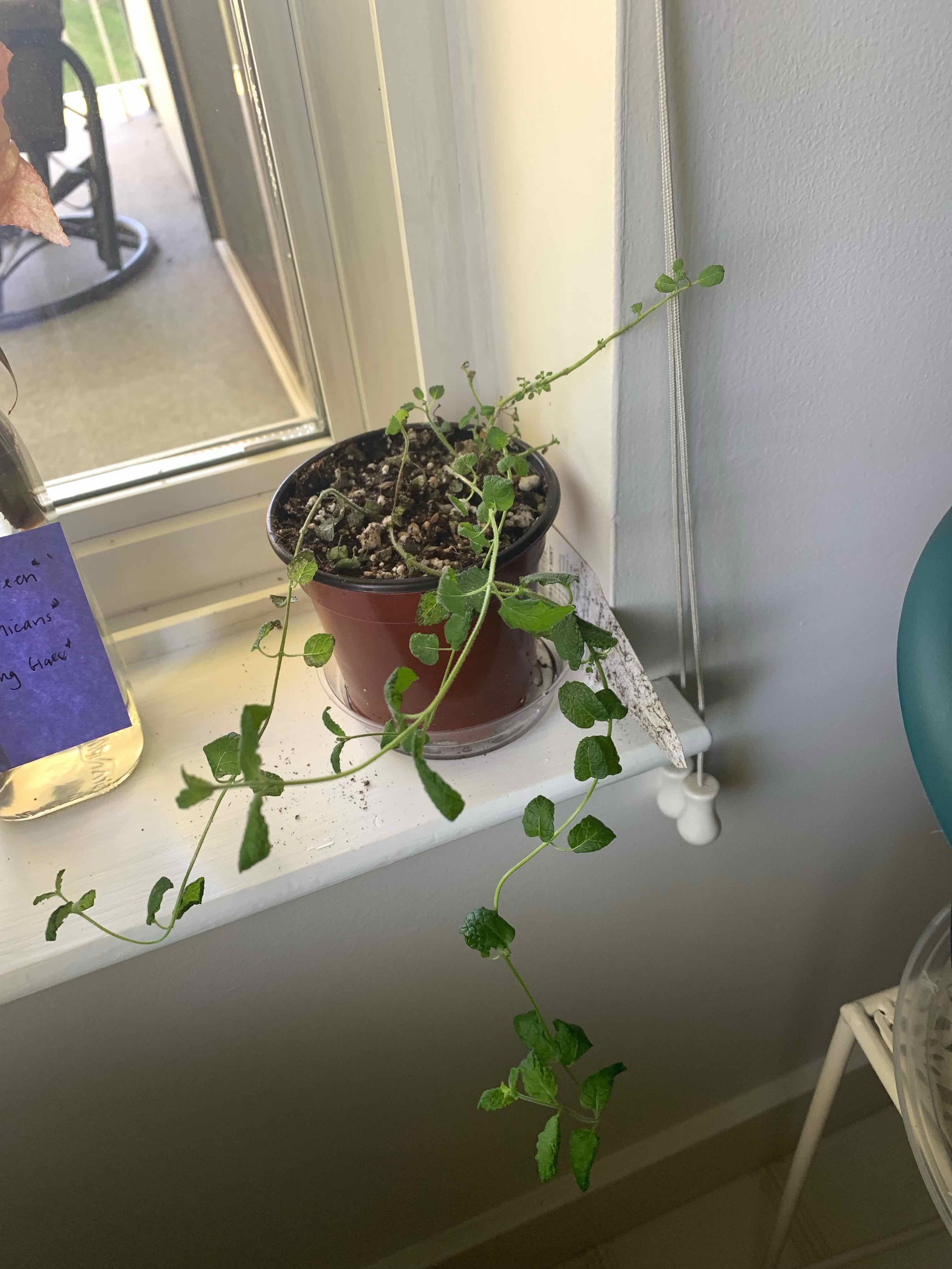 Photo of the plant species Strawberry Mint by @Coraline named Foxxy 😇 on Greg, the plant care app