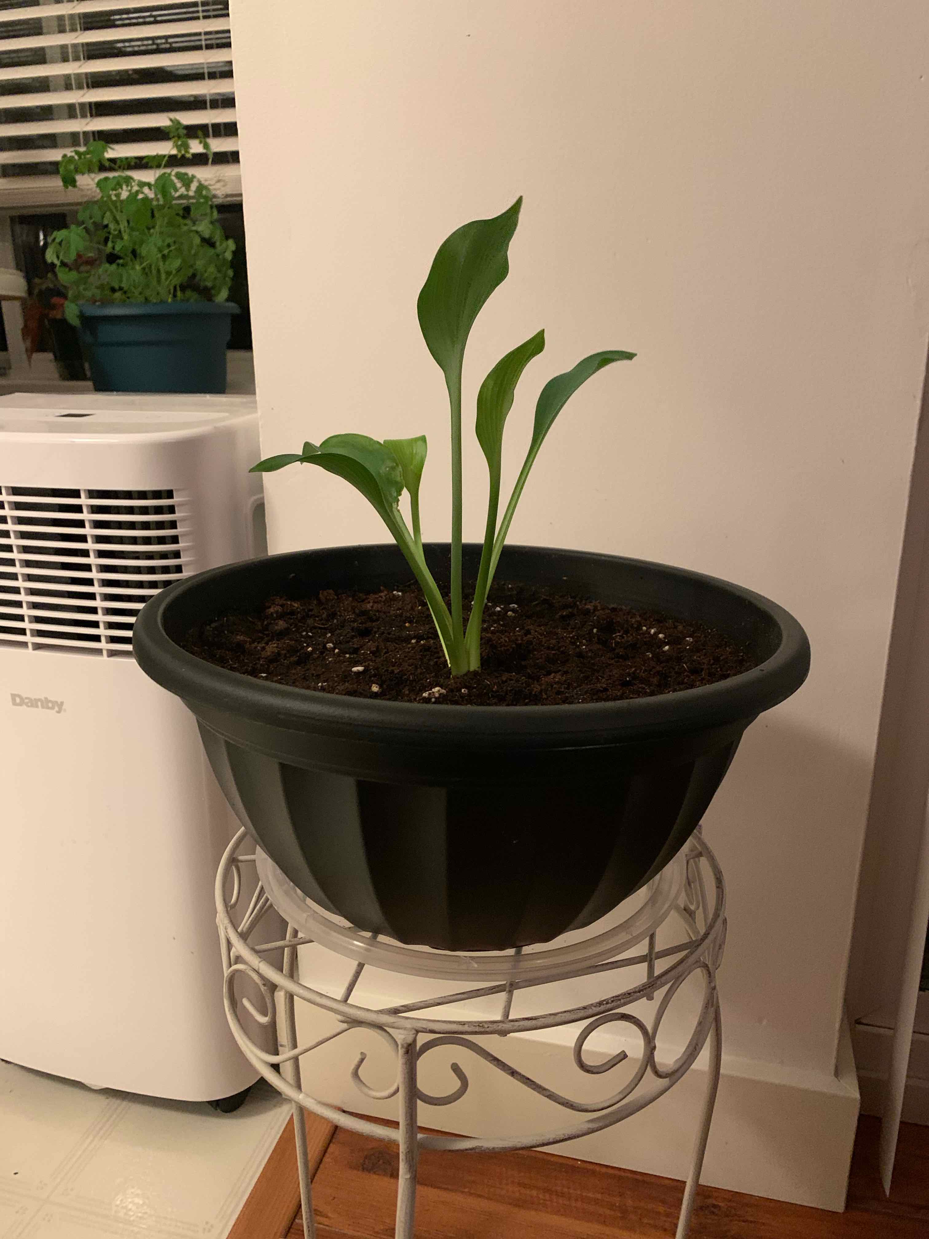 Photo of the plant species Blue Hosta by @Coraline named Canadian Blue 😇 on Greg, the plant care app