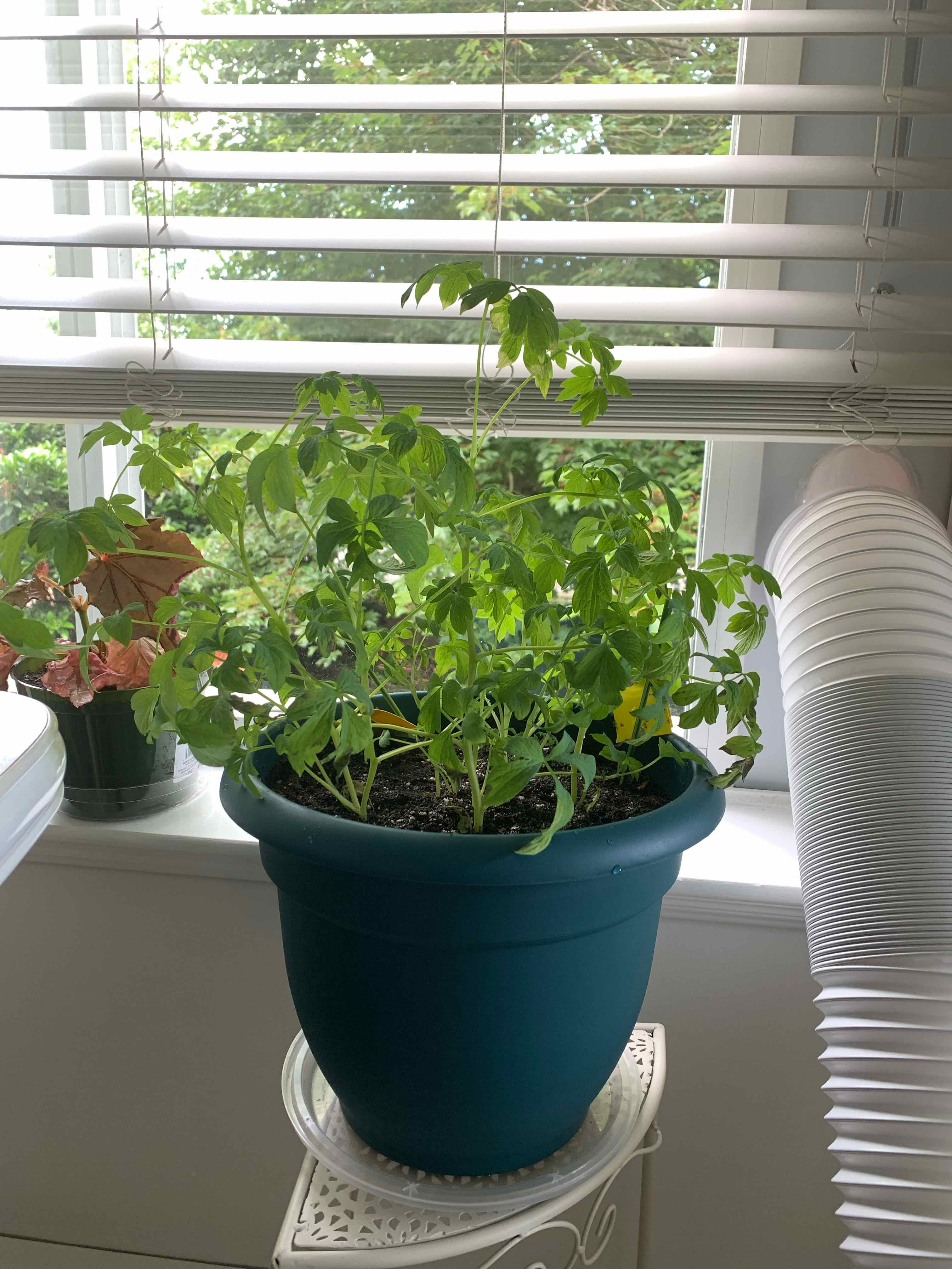Photo of the plant species Old-fashioned Bleeding Heart by @Coraline named Terra on Greg, the plant care app