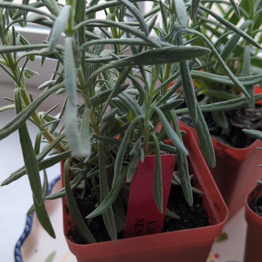 Photo of the plant species Lavender by @TeachableRuby76 named Zion on Greg, the plant care app