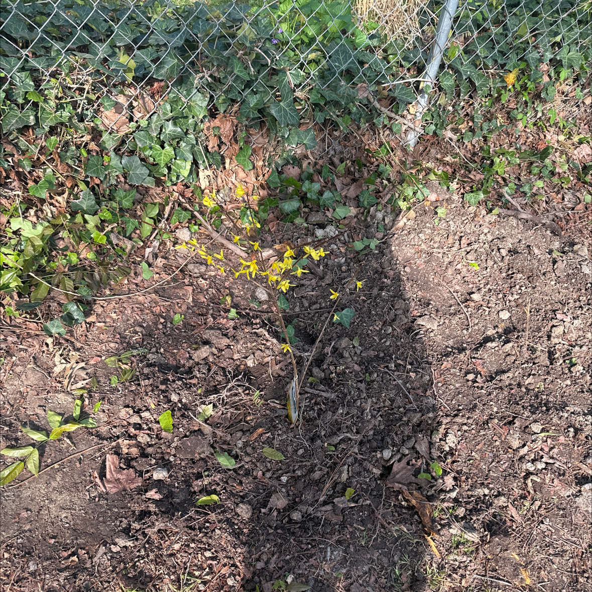 Photo of the plant species Hydrangea Tardiva by @GleamingFord77 named Bruce Lee on Greg, the plant care app