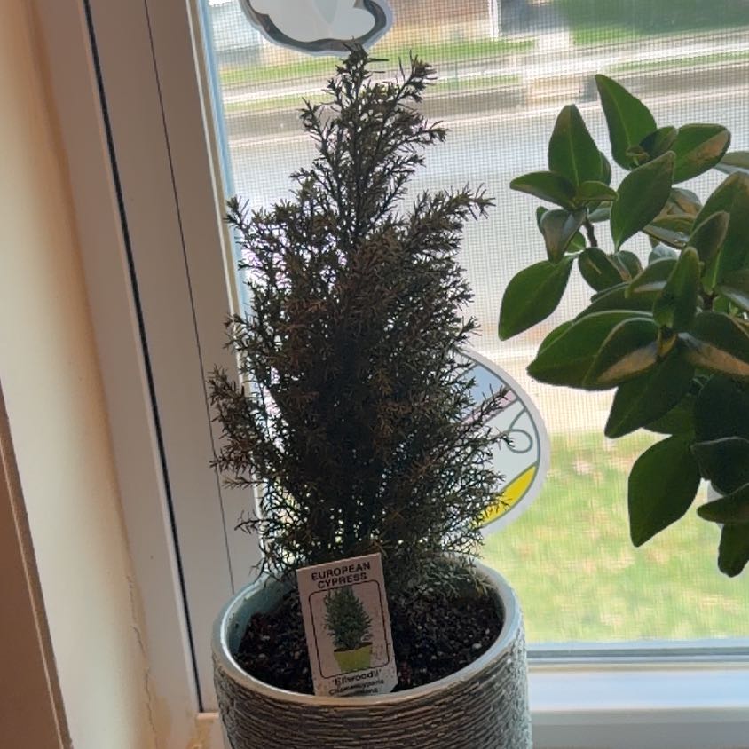 Photo of the plant species False Cypress 'Elwoodii' by @ExecSpideragave named Shmiscuit on Greg, the plant care app