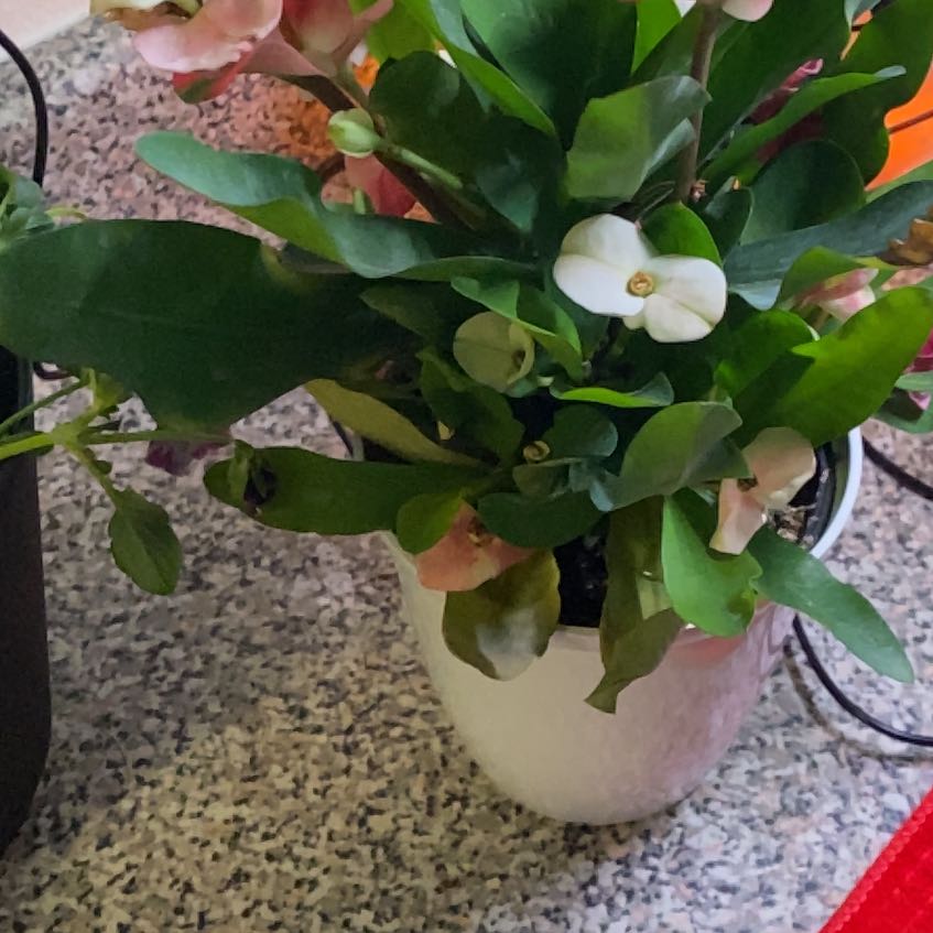 Photo of the plant species Rosa 'Euphoria' by @FamousWildtea48 named Leaf Erickson on Greg, the plant care app