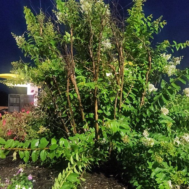 Photo of the plant species Limelight Hydrangea by @BustlingMint6 named Robert Plant on Greg, the plant care app