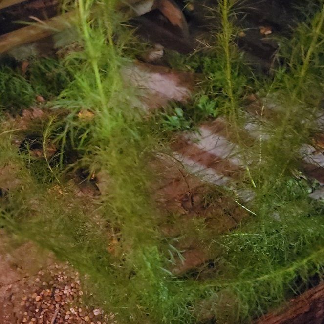 Photo of the plant species Dog Fennel by @BustlingMint6 named Mando on Greg, the plant care app