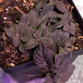 Photo of the plant species Creeping Jenny Midnight Sun by @EnduringAnahaw4 named Plato on Greg, the plant care app