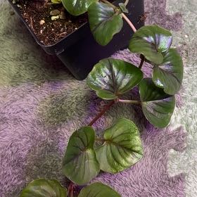 Photo of the plant species Lysimachia FanciFillers™ Sunburst by @EnduringAnahaw4 named Osmo on Greg, the plant care app