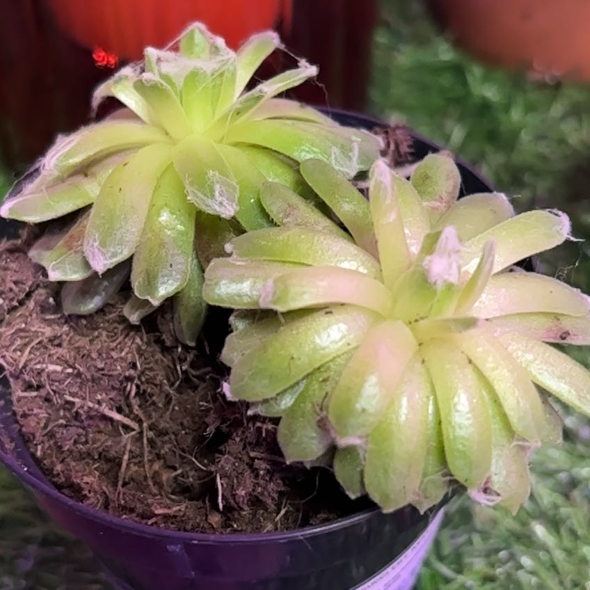 Photo of the plant species Sempervivum arachnoideum 'Cebenese' by @EnduringAnahaw4 named Xena on Greg, the plant care app