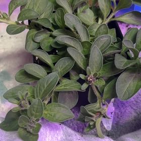 Photo of the plant species Midnight Gold Petunia by @EnduringAnahaw4 named Zion on Greg, the plant care app