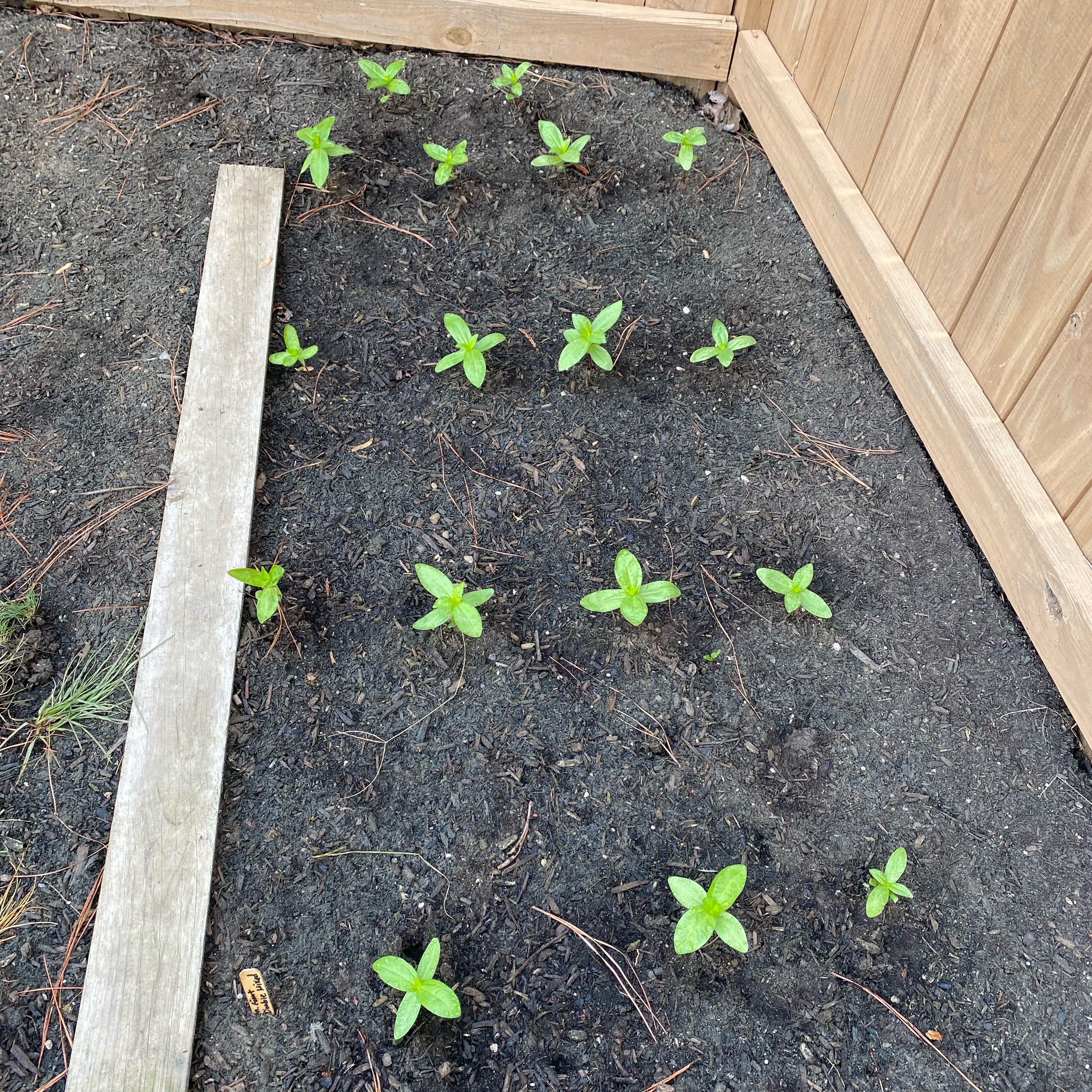 Photo of the plant species Zinnia by @RealCrowncactus named Scarlett on Greg, the plant care app
