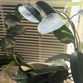 Plant care for Sweet Olive on Greg, the plant care app