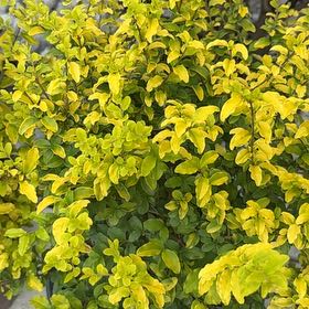 Photo of the plant species Sunshine Ligustrum by @DelphiniumDiva named Gaga on Greg, the plant care app