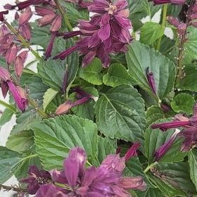 Photo of the plant species Saucy Wine Salvia by @DelphiniumDiva named Rosa on Greg, the plant care app