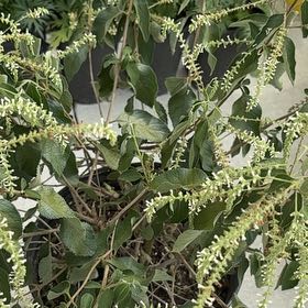 Photo of the plant species Sweet Almond Bush by @DelphiniumDiva named LiloStitch on Greg, the plant care app