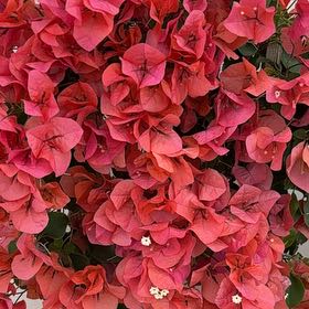 Photo of the plant species Torch Glow Bougainvillea by @DelphiniumDiva named Tupot amaroot on Greg, the plant care app