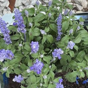 Keep Your Salvia 'Deep Ocean' Alive: Light, Water & Care Instructions