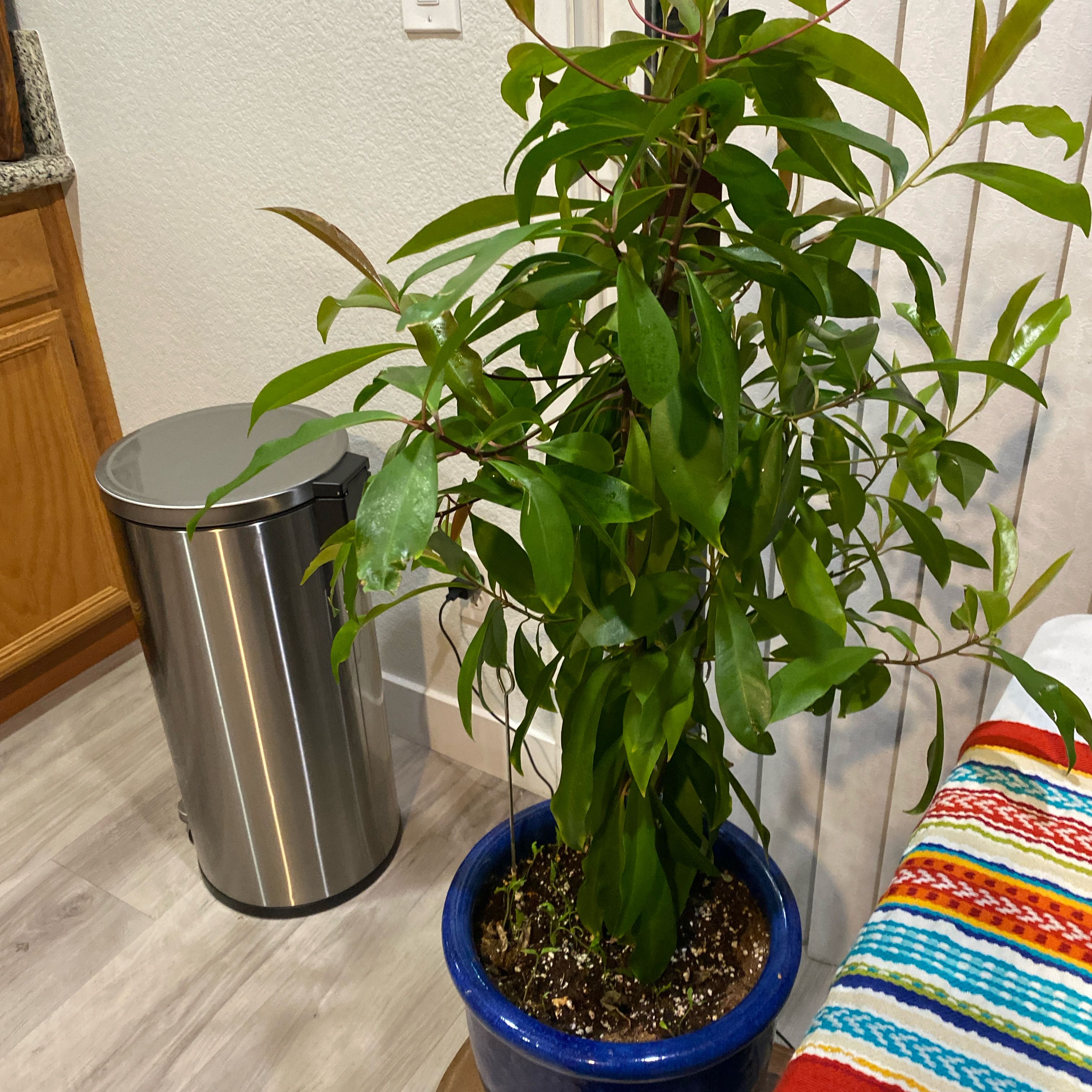 Photo of the plant species Low Shoebutton by @KindMangeao30 named Walt on Greg, the plant care app