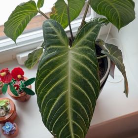 Photo of the plant species Magnificum by @FirstCamellia named Apollo on Greg, the plant care app