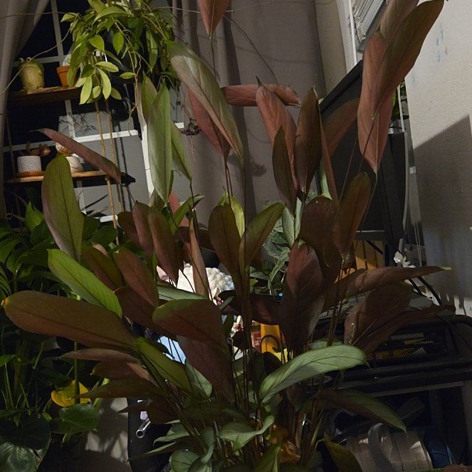Photo of the plant species Grey Star by @IdolSawpalmetto named Jullie on Greg, the plant care app