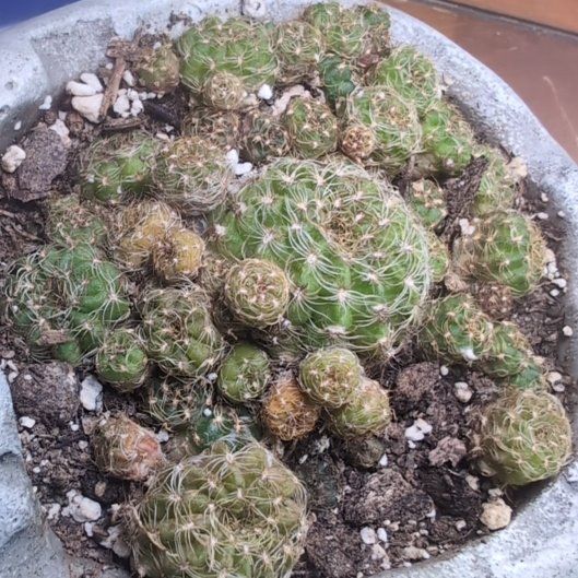 Photo of the plant species Assorted Rebutia by @QuesterCatmint named Cleopatra on Greg, the plant care app