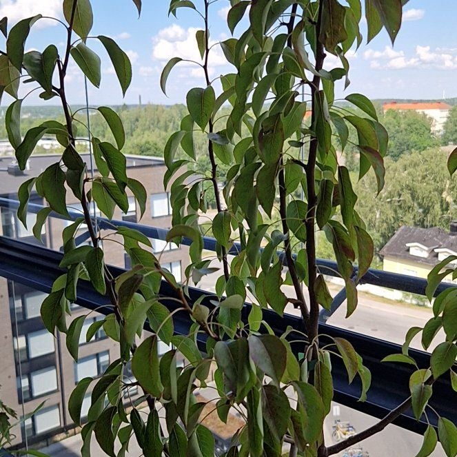 Photo of the plant species European Pear by @Maxjameseu named Päärynä on Greg, the plant care app