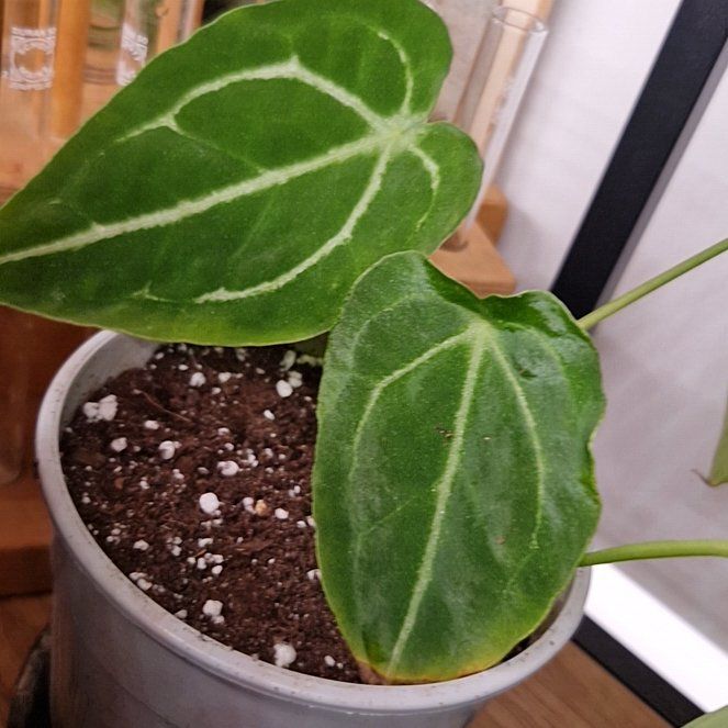 Photo of the plant species Anthurium Forgetii Magnificum by @Maxjameseu named Anthurium Forgetii 'White Stripes' x Magnificum on Greg, the plant care app